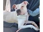 Adopt Bradbury a White American Pit Bull Terrier / Mixed dog in Kansas City