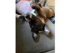 Adopt Beanie a Pit Bull Terrier