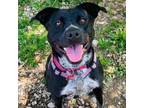 Adopt Abby a Labrador Retriever, Staffordshire Bull Terrier