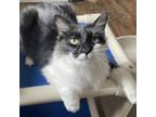 Adopt Cleo a Domestic Short Hair