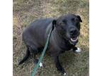 Adopt Midge a Black Labrador Retriever, Dachshund