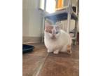 Adopt Penelope a Domestic Shorthair / Mixed (short coat) cat in Hartville