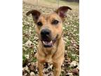 Adopt Babbette a Pit Bull Terrier, Mixed Breed