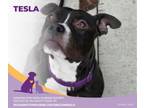 Adopt Tesla a Pit Bull Terrier