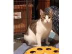 Adopt Plum a Domestic Short Hair, Tabby