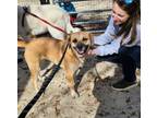 Adopt Layla a Boxer, Black Mouth Cur