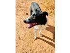 Adopt cordelia a Border Collie, Mixed Breed