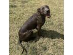 Adopt Miles Davis a American Pit Bull Terrier / Mixed dog in Abilene
