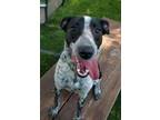 Adopt Manchada a Australian Cattle Dog / Blue Heeler, Border Collie