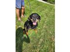 Adopt Tyson a Black - with Tan, Yellow or Fawn Rottweiler / Mixed dog in Clifton