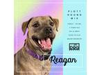 Adopt Reagan a Brindle Labrador Retriever / Plott Hound / Mixed dog in