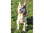 Adopt Sizu a Husky