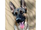 Adopt Chloe a German Shepherd Dog