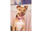 Adopt Claire Bear a Staffordshire Bull Terrier