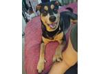 Adopt Katana a Rottweiler