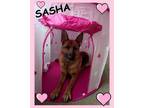 Adopt Sasha a German Shepherd Dog