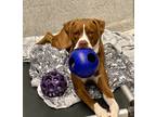 Adopt Bean a Red/Golden/Orange/Chestnut - with White Boxer / Mixed dog in New