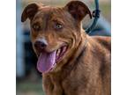 Adopt Ozzie JuM* a Vizsla / Shepherd (Unknown Type) / Mixed dog in Nashville