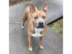 Adopt Millie a American Staffordshire Terrier, American Bully