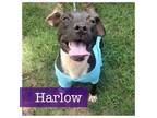 Adopt Harlow CP a Pit Bull Terrier