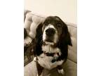 Adopt Texas a Spaniel, Basset Hound