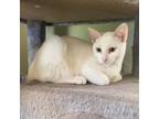 Adopt Ms Invisible a Domestic Short Hair