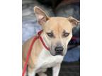 Adopt Tori a Black Mouth Cur, American Bully