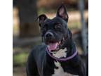 Adopt Skye JuM a Black Pit Bull Terrier / Mixed Breed (Medium) / Mixed dog in