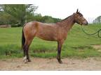 Adopt KIA a Bay Grade / Mixed horse in Union, MO (31281978)