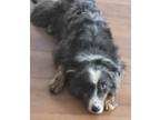 Adopt Asia a Australian Shepherd