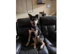 Adopt Kelianne a German Shepherd Dog, Alaskan Malamute