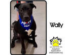 Adopt Wally a Black American Pit Bull Terrier / Mixed dog in Newburgh