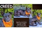Adopt Creed a Black Labrador Retriever / Mixed dog in SEAGOVILLE, TX (37458019)