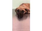 Adopt BINKIE a Mastiff, Mixed Breed