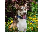 Adopt Mullen JuM a Siberian Husky / Mixed dog in Salem, OR (37118767)
