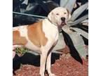 Adopt Gumbo JuM a White - with Tan, Yellow or Fawn Mastiff / Mixed Breed (Large)