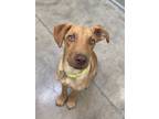Adopt Paco a Brown/Chocolate Vizsla / Mixed Breed (Medium) dog in Langley