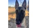 Adopt Ember - Located in CA a Tan/Yellow/Fawn - with Black Belgian Malinois dog