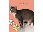 Adopt Mr. Clarence a Abyssinian, Tabby