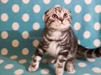 Albert Butterfly Tabby Boy Scottish Fold