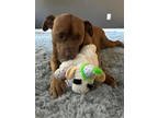 Adopt Red (in foster) a Red/Golden/Orange/Chestnut American Pit Bull Terrier /