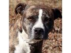 Adopt Hara JuM a Brindle American Pit Bull Terrier / Mixed dog in Cincinnati