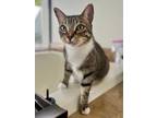 Adopt Fiona a American Shorthair / Mixed (short coat) cat in San Diego