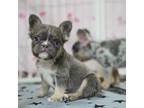 French Bulldog Puppy for sale in Santa Clarita, CA, USA