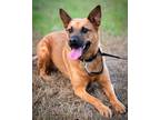 Adopt Winnie a Tan/Yellow/Fawn - with Black Australian Cattle Dog / Black Mouth
