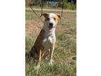 Adopt Kane a Beagle, Pit Bull Terrier