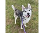 Adopt Moe a Husky