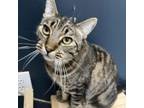 Adopt Sumo a Domestic Short Hair