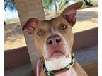 Adopt SAMSON a Brown/Chocolate American Staffordshire Terrier / Mixed dog in
