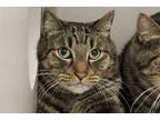 Adopt RANGER a Brown Tabby Domestic Shorthair / Mixed (short coat) cat in